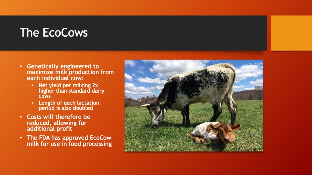 The EcoCows. Genetically engineered to maximize milk production from each individual cow. Costs will therefore be reduced, allowing for additional profit. The FDA has approved EcoCow milk for use in food processing.