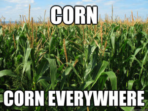 Corn. Corn Everywhere.