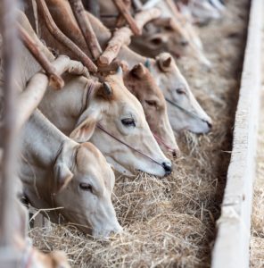 A bunch of cows feeding on hay