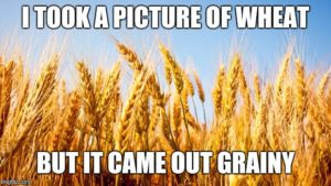 I took a picture of wheat but it came out grainy